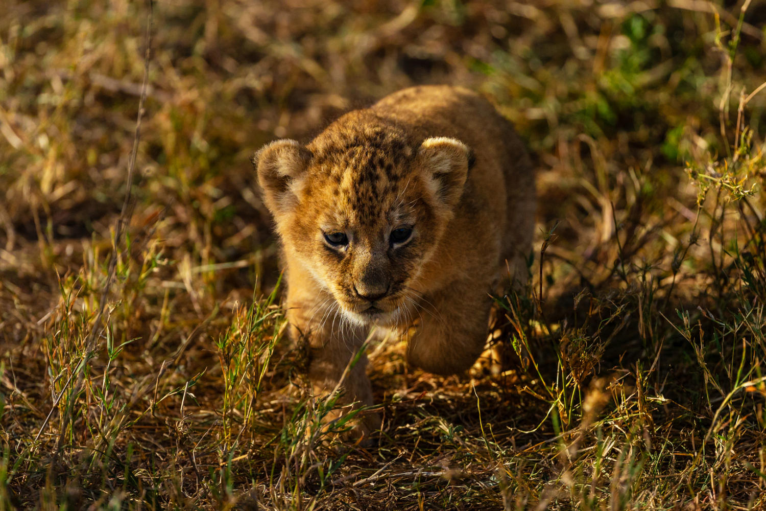 Lion Cub, stalking